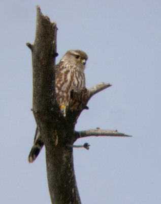 Prairie/Richardson's Merlin