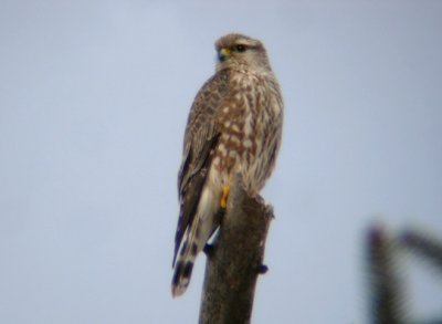 Prairie/Richardson's Merlin