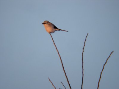 Northern Shrike at sunset