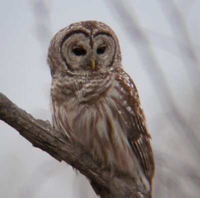 Barred Owl