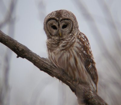 Barred Owl