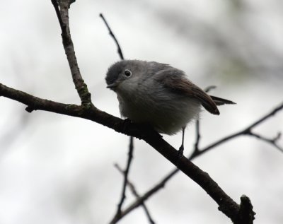 Blue-gray Gnatcatcher