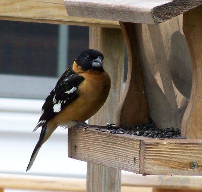 Black-headed Grosbeak by Tim Oksiuta