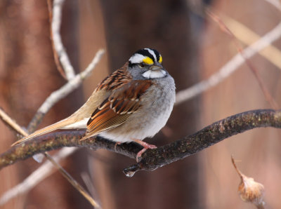 White-throated Sparrow 0685