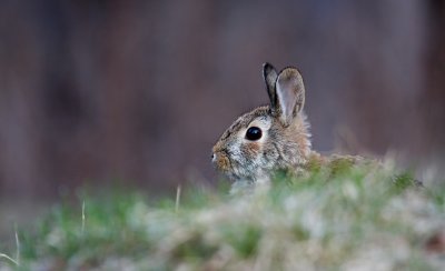 Eastern Cottontail 0702