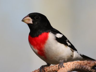 Rose-breasted Grosbeak 0952