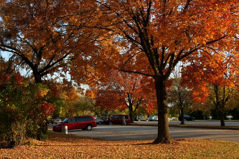 Fall in Arlington Heights