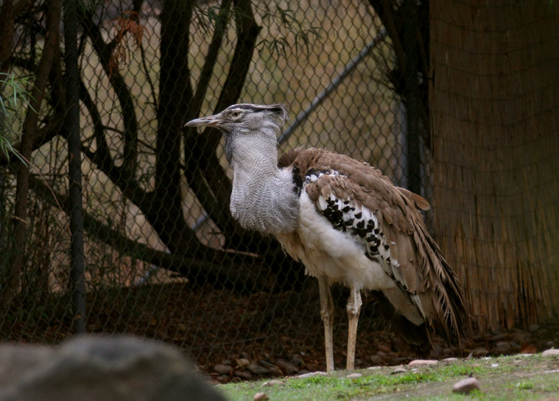 g1/61/619661/2/129775679.dXBMCCOJ.jpg