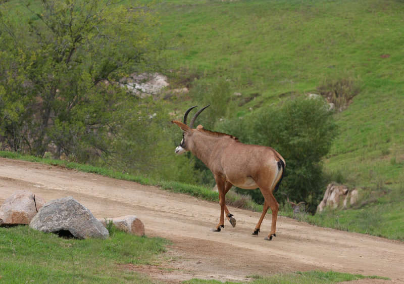 g1/61/619661/2/129775698.Z0vDQzGZ.jpg