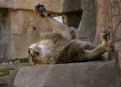 Playful Kitten