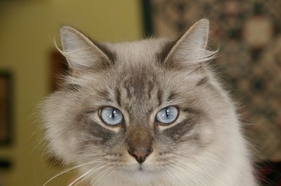 Craigs cat.jpg