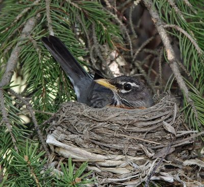 Nest1.jpg