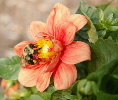 Bee2.jpg