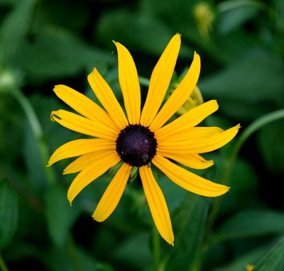 Black Eyed Susan.jpg