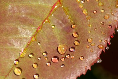 droplets2.jpg