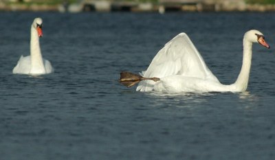 You watching Son? This is how you do the sidestroke..