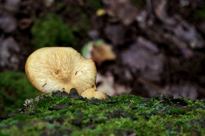 Fungus on Moss