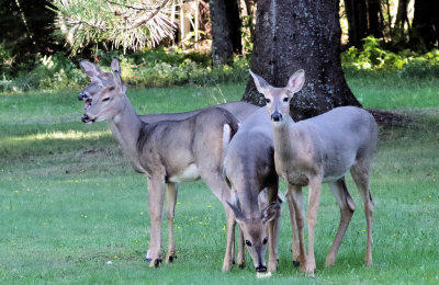 Deer in the back yard of our cabin