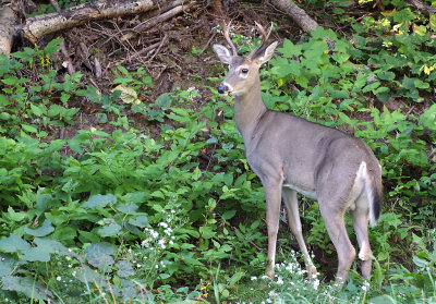 Friendly Buck