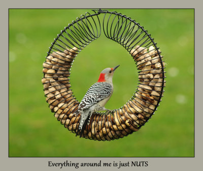 IMGP2016nuts.jpg