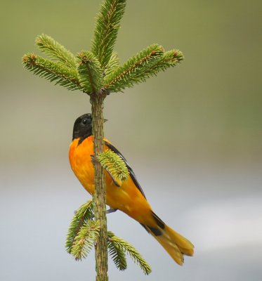 Oriole tree.jpg