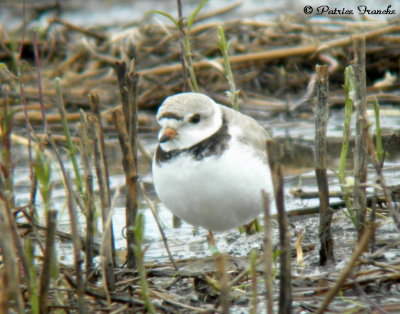 Pluvier siffleur / Piping Plover