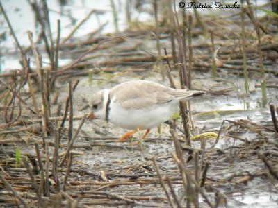 Pluvier siffleur / Piping Plover