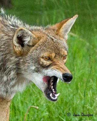 Coyote Close Encounter