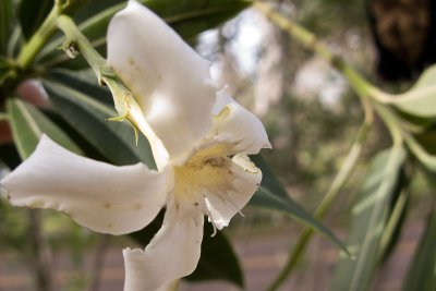 Unidentified Flower