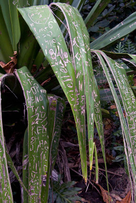 Leaf Graffiti