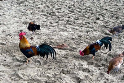 Wild Chickens on the Beach