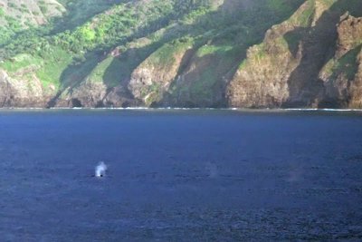 Whales!!! I Promise!
