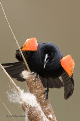 Red-winged Blackbird-3343