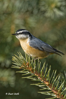 Red Breasted Nuthatch-9718