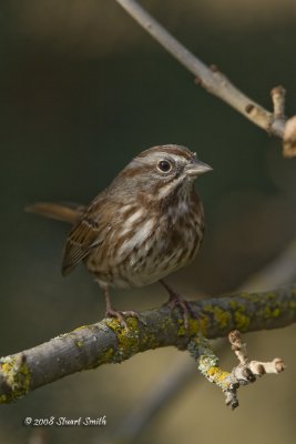 Song Sparrow-9511