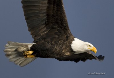 Bald Eagle Up Close and Personal -0441