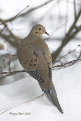 Mourning Dove Jan 1 2009-1230