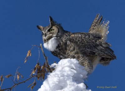 Great Horned Owl displaying-2001
