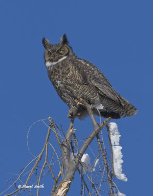 Great Horned Owl -1953