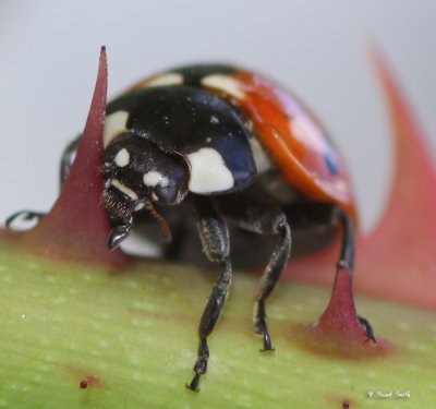 Ladybug and the thorn-6928