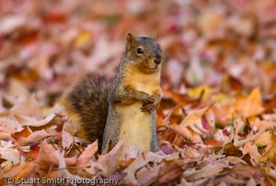 Squirrel in Leaves-0411