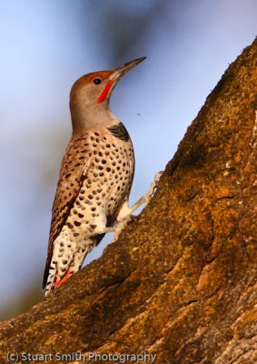 Red-Shafted Northern Flicker-0502