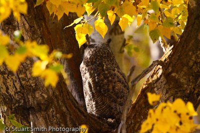 Great Horned Owl 10222010-0364