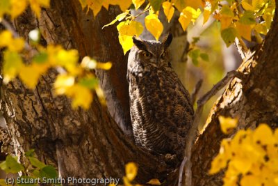 Great Horned Owl 10222010-0368