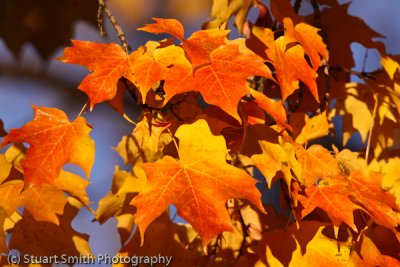 Autumn Color Boise Idaho-0476