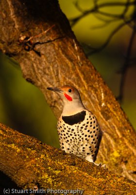 Red-Shafted Northern Flicker-0654