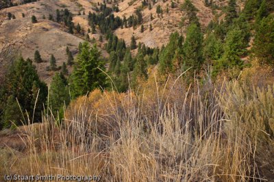 Color in the mtns near Bogus Basin-9675