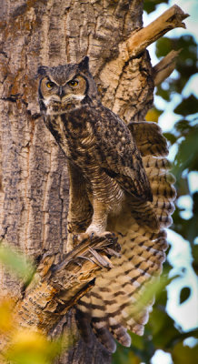 Great Horned Owl stretching-0846