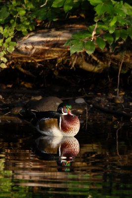 Wood Duck Drake -7881