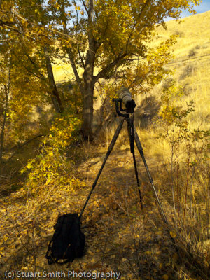 From behind the scenes photographing a Great Horned Owl